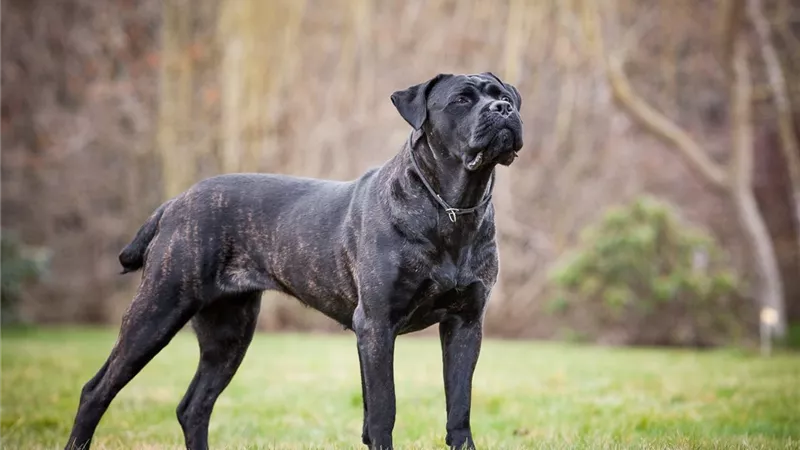تعرف على نوع من أفضل كلاب الحراسة Cane Corso