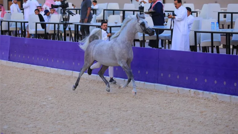  الرياض على موعد مع أبهى عروض الجمال والقوة في بطولة خيل الجزيرة 2026