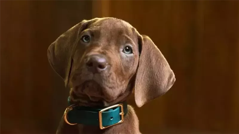 نتفليكس تكشف أول صورة  لمسلسل «Scooby-Doo: Origins»